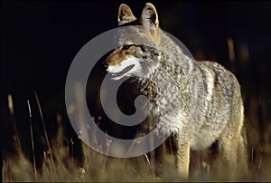 Western Coyote