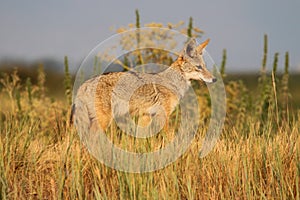 Western Coyote