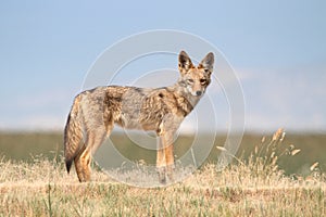 Western Coyote