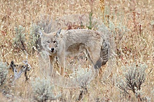 Western Coyote Canis latrans