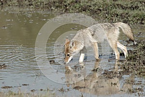 Western Coyote - Canis latrans