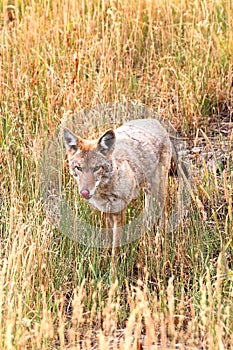 Western Coyote (Canis latrans) photo