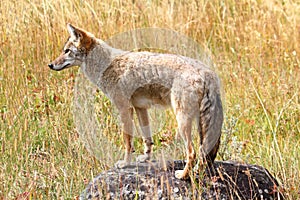 Western Coyote (Canis latrans) photo