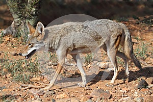 Western Coyote Canis latrans