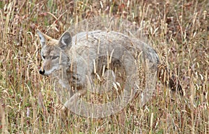 Western Coyote & x28;Canis latrans& x29;