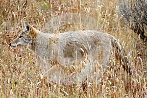 Western Coyote (Canis latrans) photo