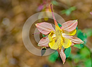 Western Crimson Red Columbine â€“ 2