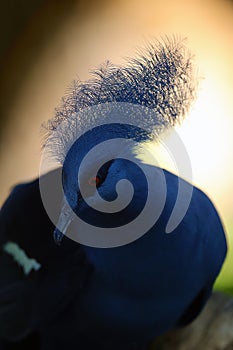 The western crowned pigeon, also known as the common crowned pigeon or blue crowned pigeon Goura cristata, portrait in a dense