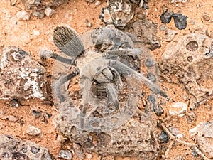 Western Desert Taratula