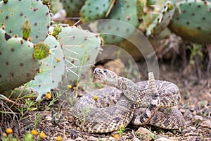 Western Diamond back rattlesnake ready to strike