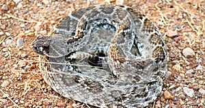 Western Diamond Rattlesnake Crotalus atrox