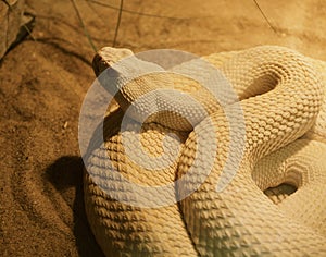 Western Diamondback Rattle Snake Or  Crotalus Atrox