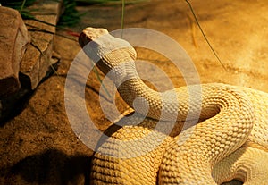 Western Diamondback Rattle Snake Or  Crotalus Atrox