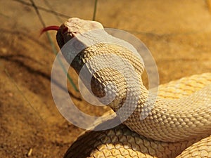 Western Diamondback Rattle Snake Or  Crotalus Atrox