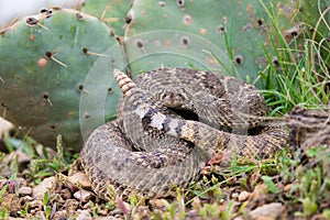 Western Diamondback rattle snake kidding in prickly pear cactus