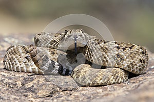 Western diamondback rattle snake on rock