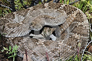 Western Diamondback Rattlesnake