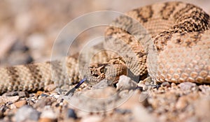 Western Diamondback Rattlesnake