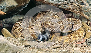 Western Diamondback rattlesnake