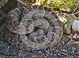 Western Diamondback Rattlesnake