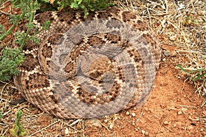 Western Diamondback Rattlesnake photo