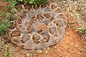 Western Diamondback Rattlesnake