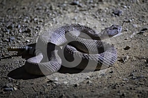 Western Diamondback Rattlesnake Close Up Profile Coiled on Dirt Road