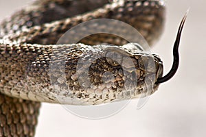 Western Diamondback Rattlesnake Closeup