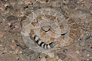 Western Diamondback Rattlesnake (Crotalus atrox) photo