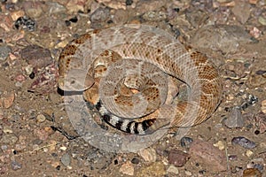 Western Diamondback Rattlesnake (Crotalus atrox)