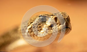 Western diamondback rattlesnake (Crotalus atrox