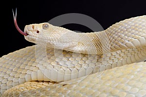 Western diamondback rattlesnake Crotalus atrox albino