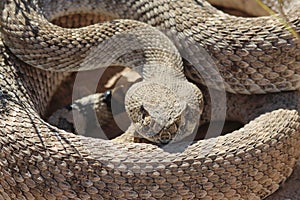 Western Diamondback Rattlesnake Crotalus atrox coiled in daylight sulight