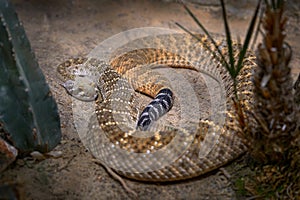 Western diamondback rattlesnake, Crotalus atrox. with grey stone in the nature habitat. Venomous pitviper species found USA and