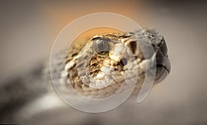 Western diamondback rattlesnake (Crotalus atrox photo