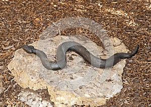 `Western Diamondback Rattlesnake` by David Iles on the campus of the University of North Texas in Denton, Texas.