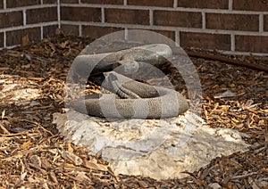 `Western Diamondback Rattlesnake` by David Iles on the campus of the University of North Texas in Denton, Texas.