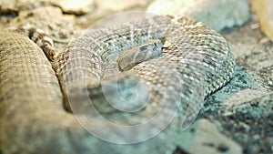 Western Diamondback Rattlesnake Extends Tongue, Vivarium Scene