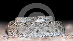 Western Diamondback Rattlesnake - Flicking Tongue Out