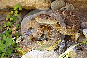 Western Diamondback Rattlesnake hiding in rocks photo