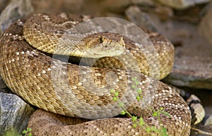 Western Diamondback Rattlesnake hiding in rocks