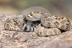 Western Diamondback Rattlesnake posed to strike