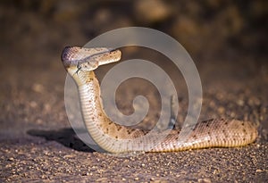 Western Diamondback Rattlesnake Raised Up in Defensive Position Close Up