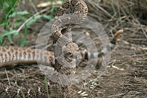 Western Diamondback Rattlesnake - Sedona, Arizona