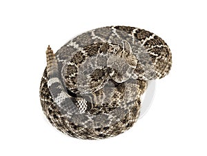 Western diamondback rattlesnake or Texas diamond-back in front of white