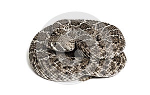 Western diamondback rattlesnake or Texas diamond-back in front of white