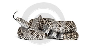 Western diamondback rattlesnake or Texas diamond-back in front of white