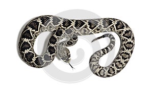 Western diamondback rattlesnake or Texas diamond-back in front of white