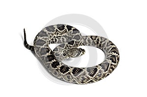 Western diamondback rattlesnake or Texas diamond-back in front of white