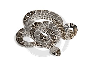 Western diamondback rattlesnake or Texas diamond-back in front of white